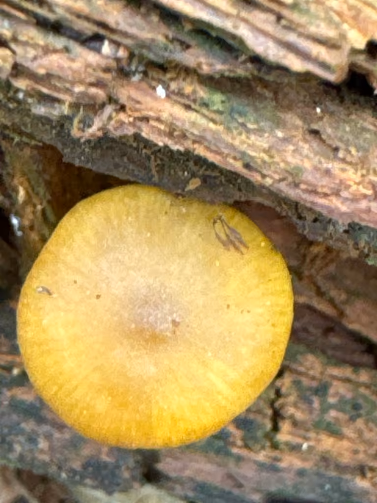 Collybie jaune olivacé, photo 2 sur 5