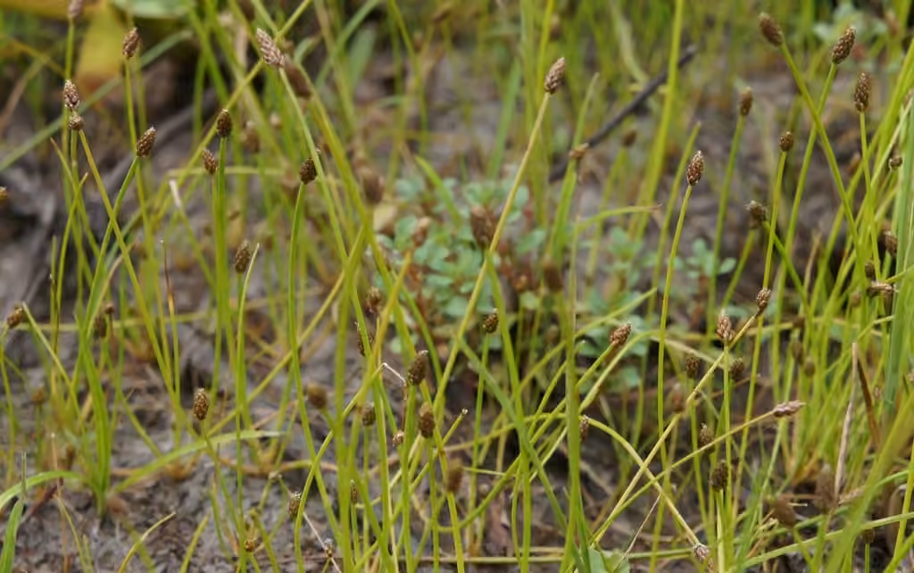 Éléocharide ovale, En fleurs