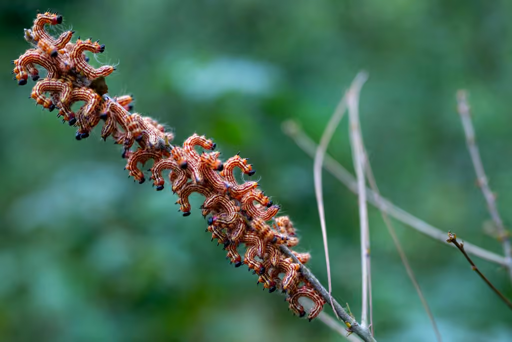 Chenille à col jaune, Chenille