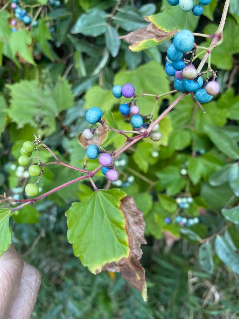 Porcelain berry, In fruit