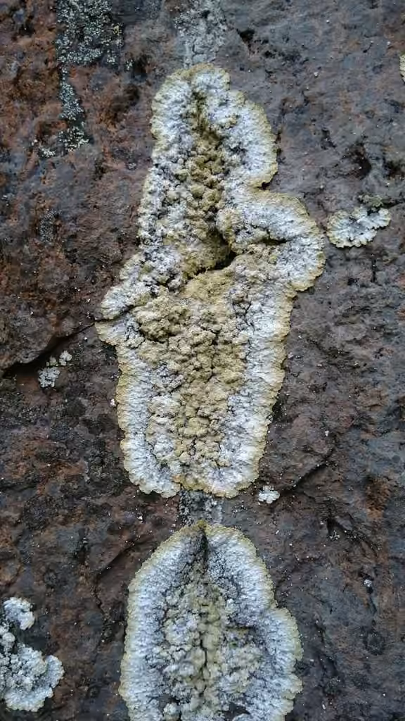 Lobed dust lichen