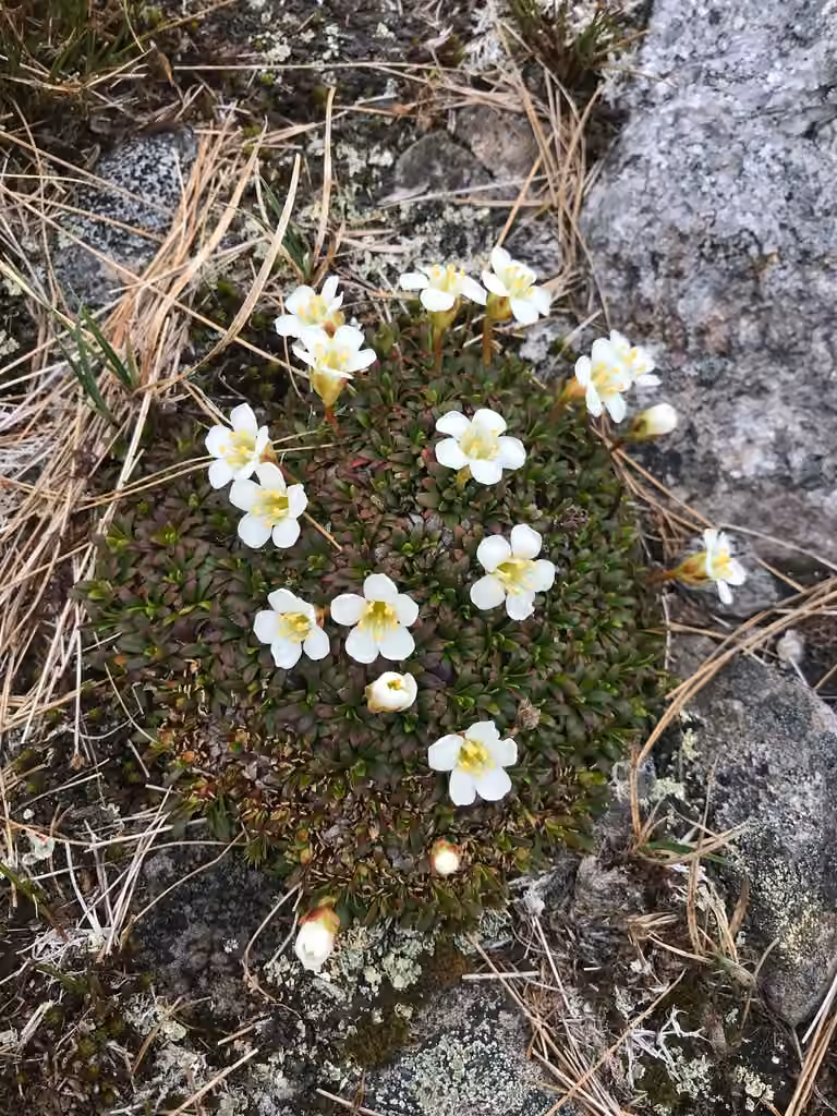 Diapensie de Laponie