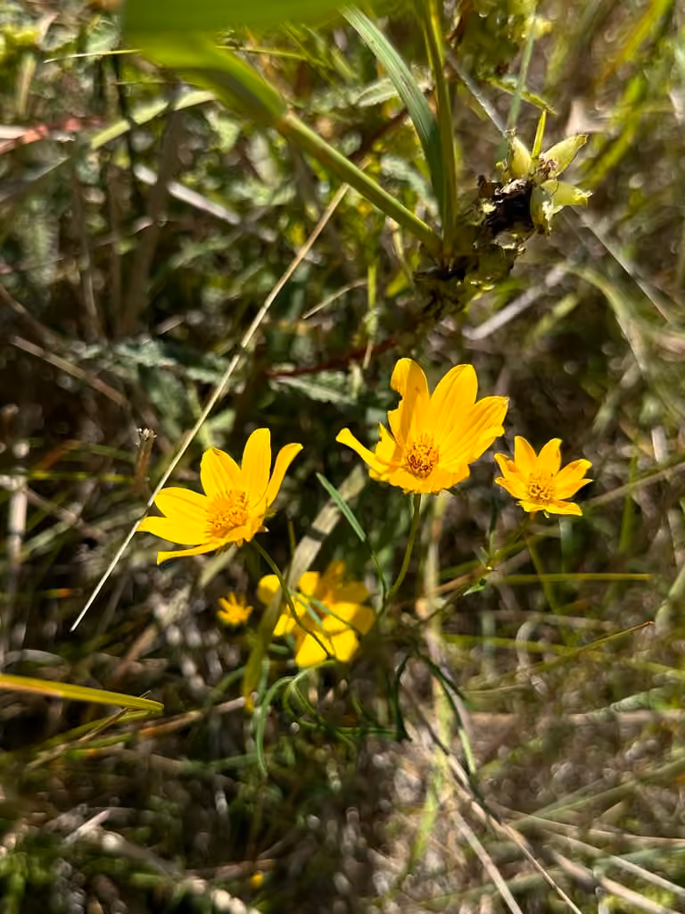 Crowned beggarticks, In flower