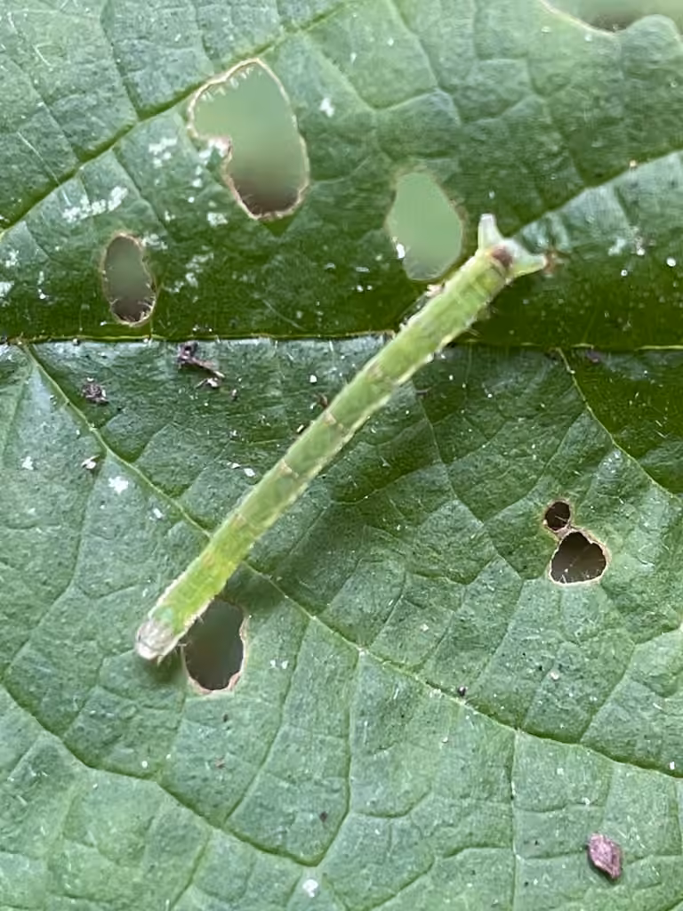White-ribboned Carpet Moth, Caterpillar