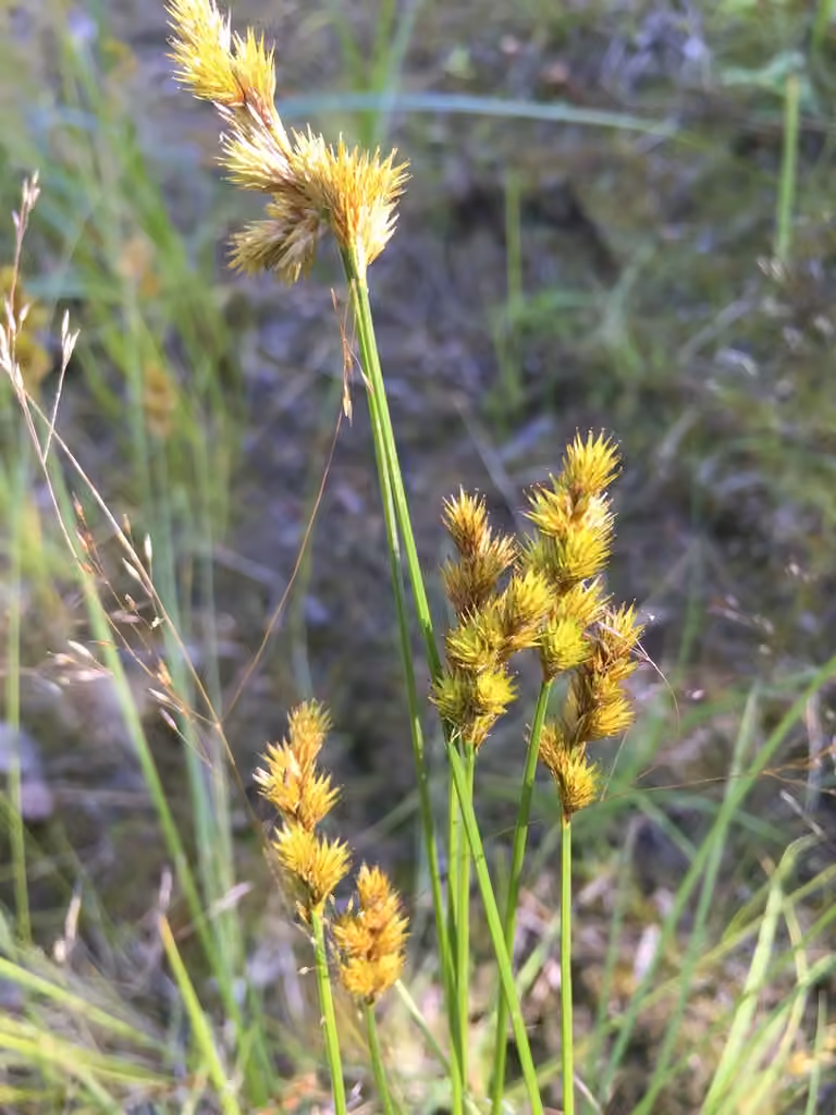 Crawford's sedge, photo 3 of 5