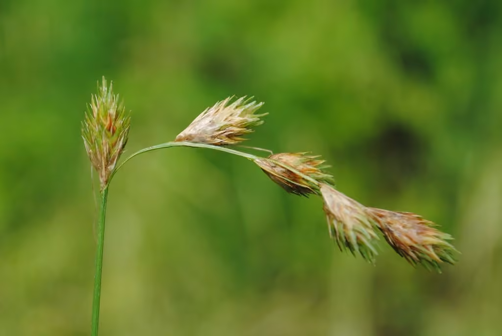 Carex moniliforme, photo 3 sur 5