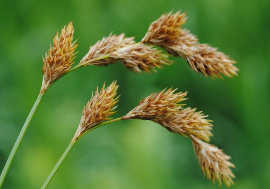 Carex moniliforme, photo 1 sur 5