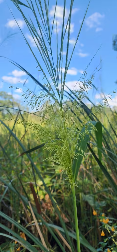 Annual wildrice, In fruit