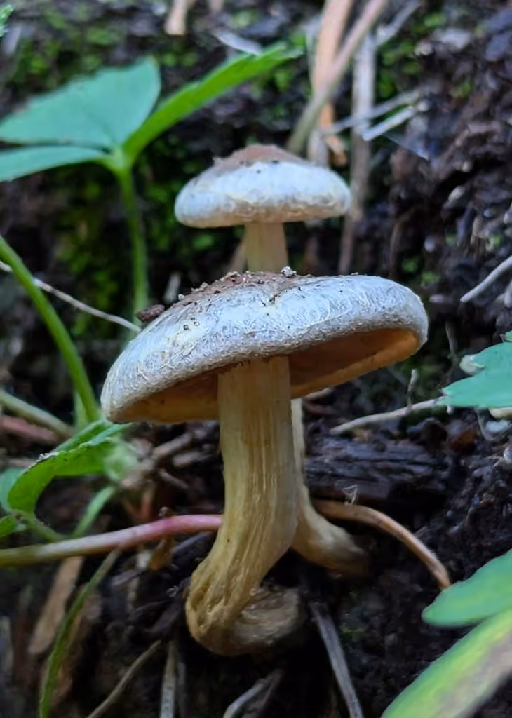 Veiled Poisonpie, photo 2 of 5