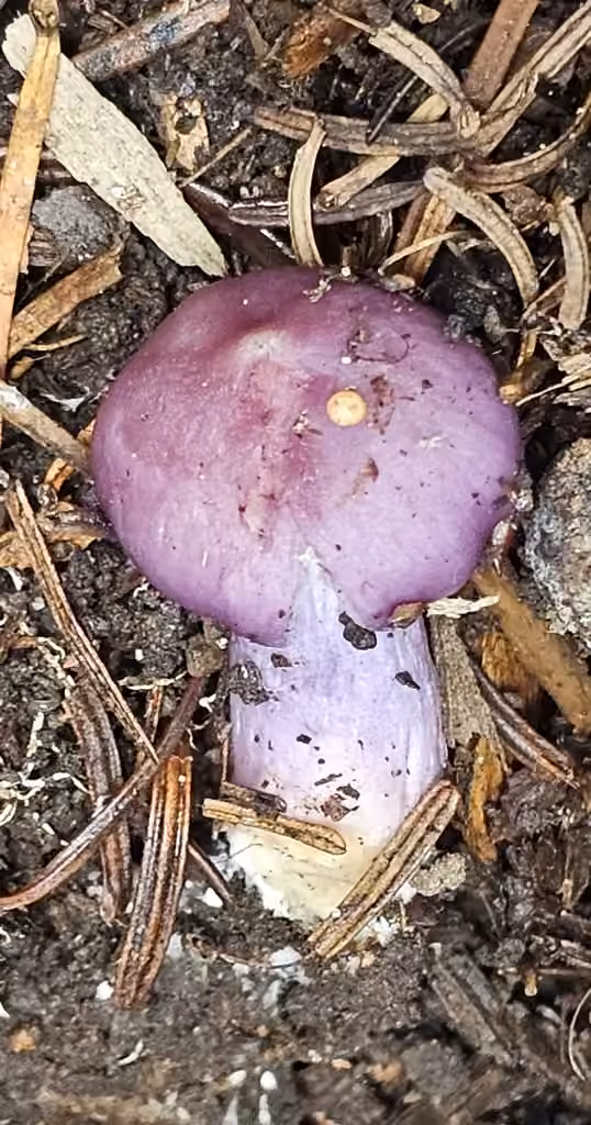 Inocybe pallidicremea, photo 2 of 5