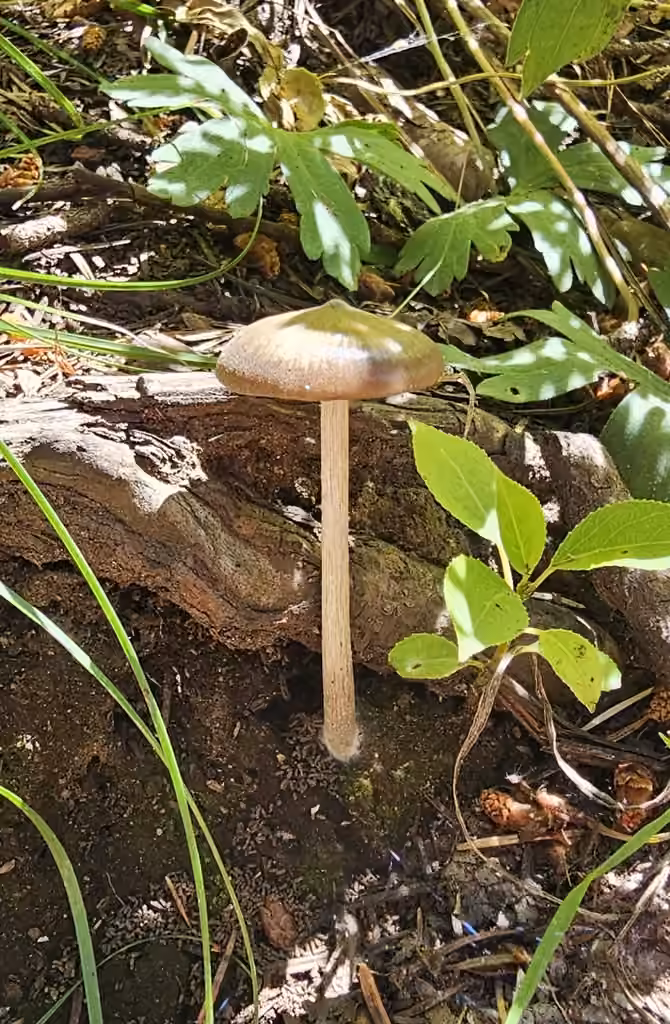 Entoloma psammophilohebes, photo 1 sur 5