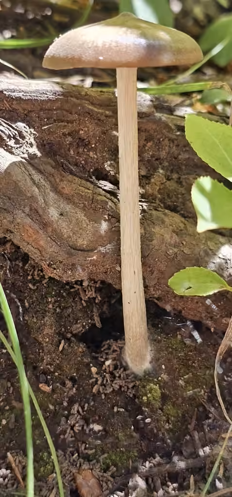 Entoloma psammophilohebes, photo 2 sur 5