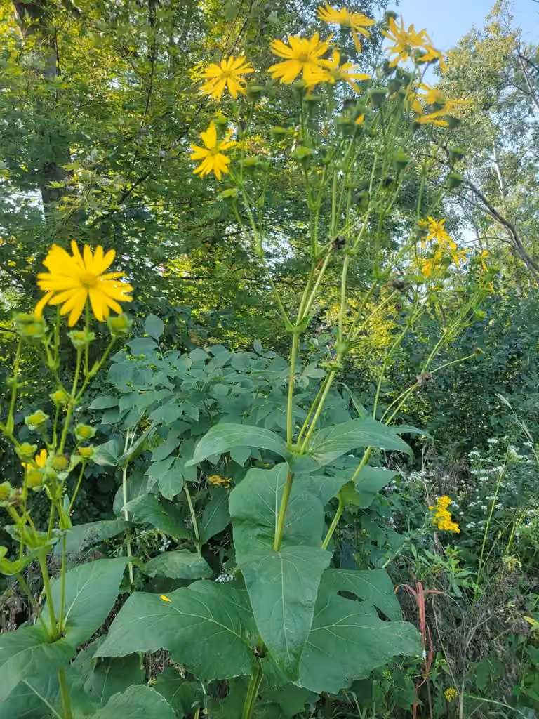 Silphe perfolié, En fruits