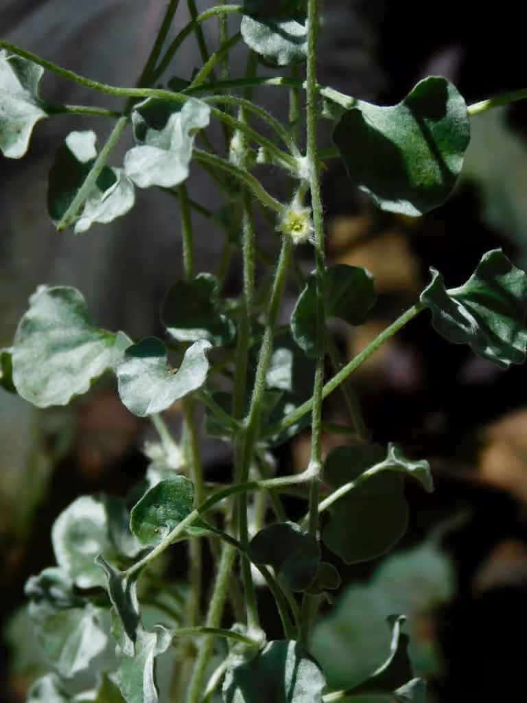 Silver ponysfoot, photo 2 of 5