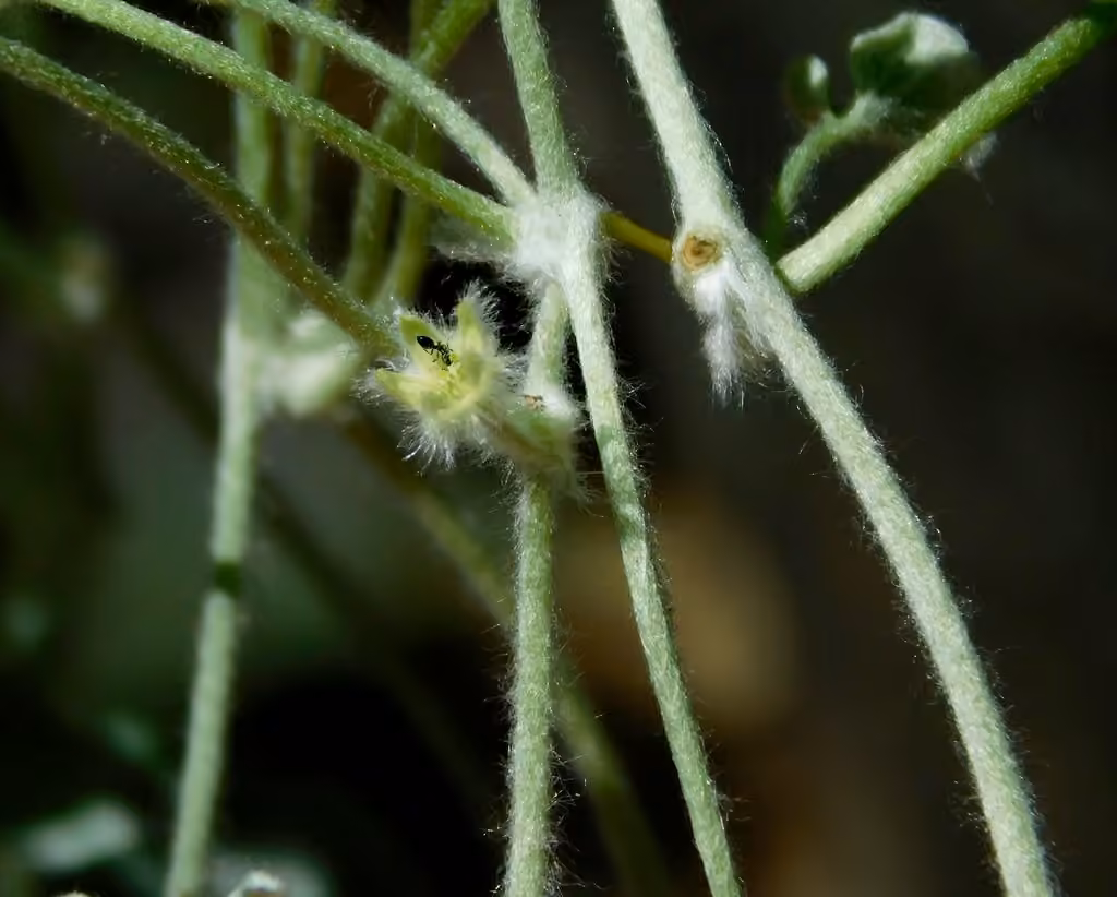 Silver ponysfoot, photo 3 of 5