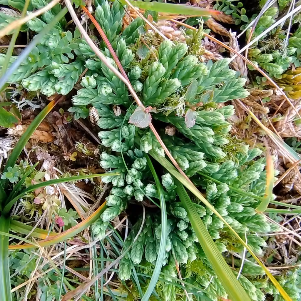 Alpine clubmoss, photo 2 of 5