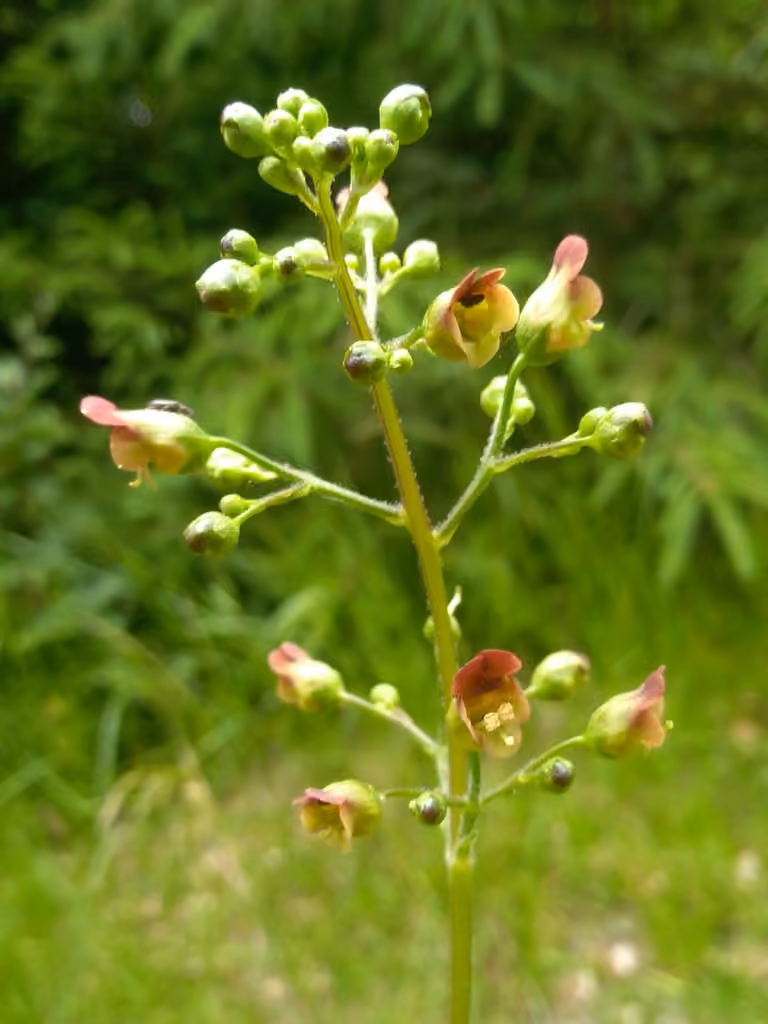 Woodland figwort