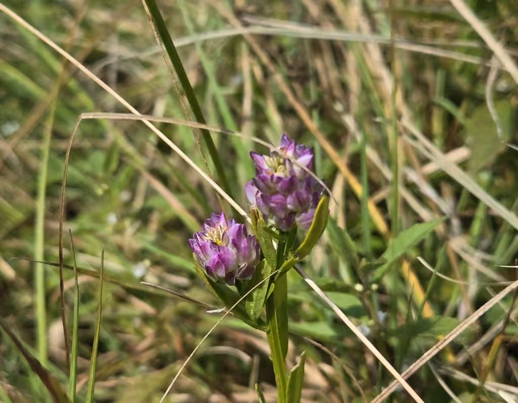Blood milkwort, In fruit