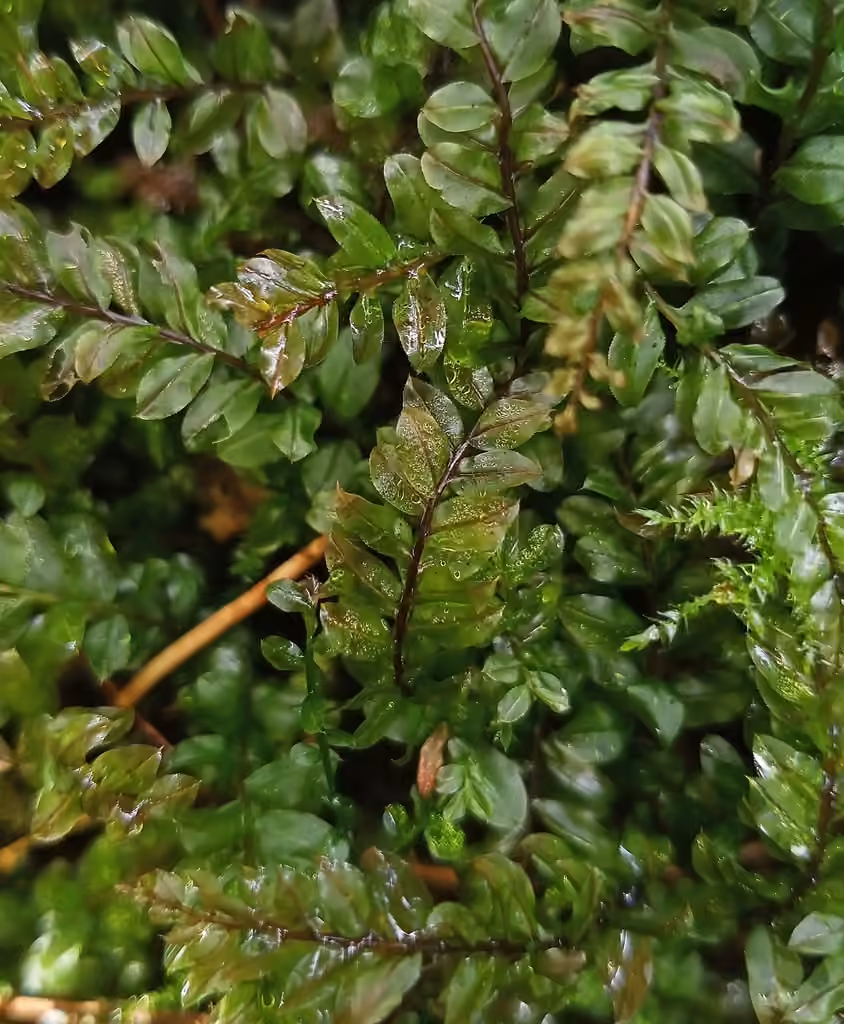 Medium plagiomnium moss, photo 1 of 5
