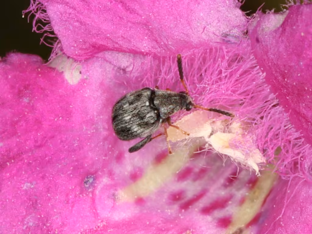 Muscle seed beetle, Female