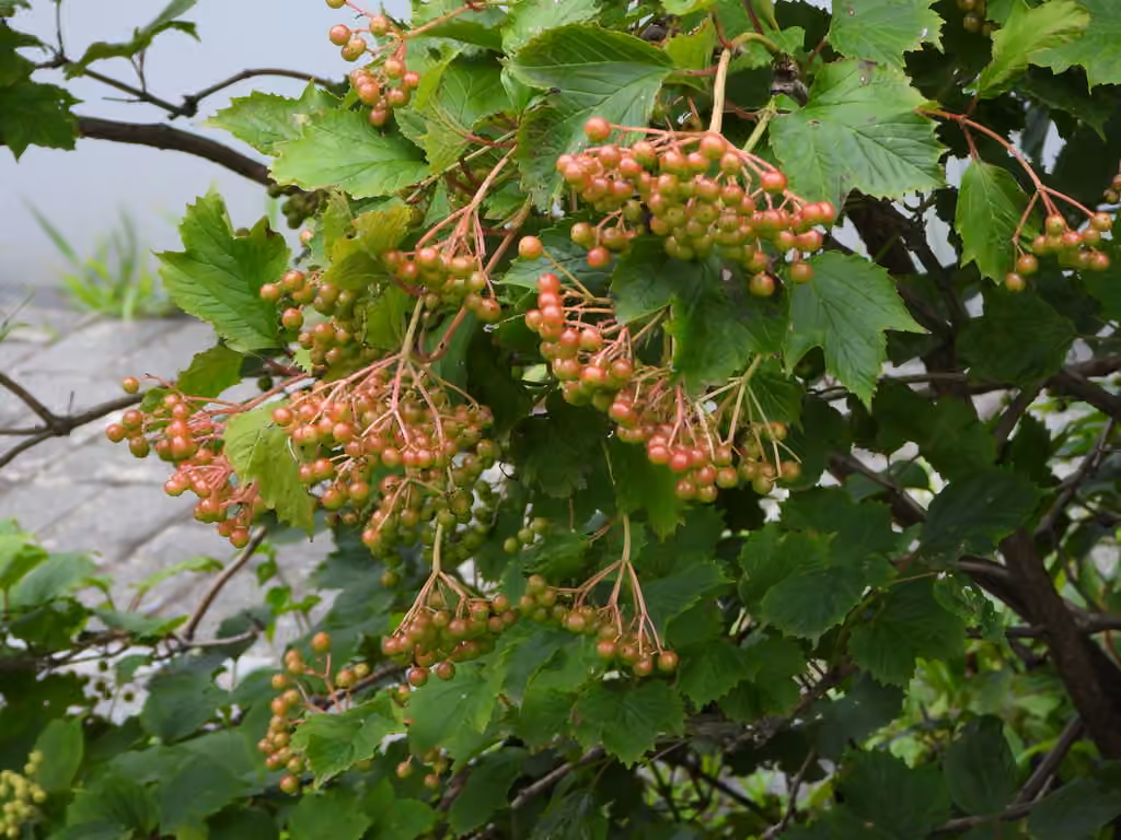Asian Guelder Rose, photo 3 sur 5