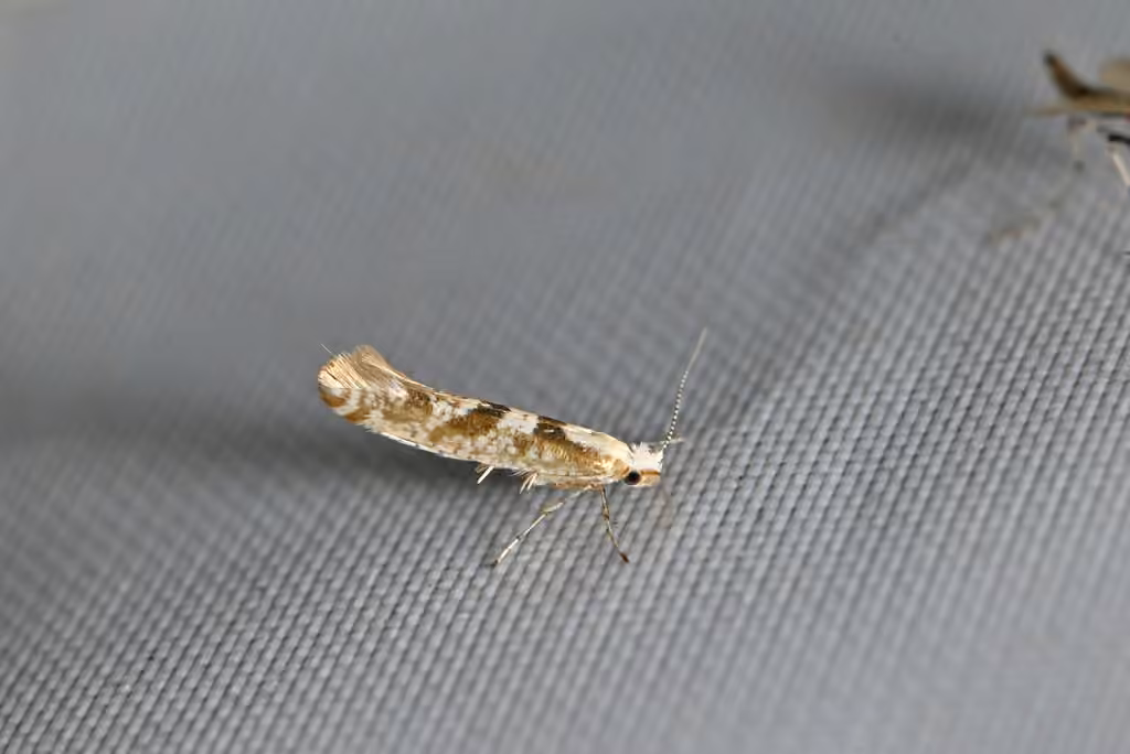 Sallow Argent, Adult