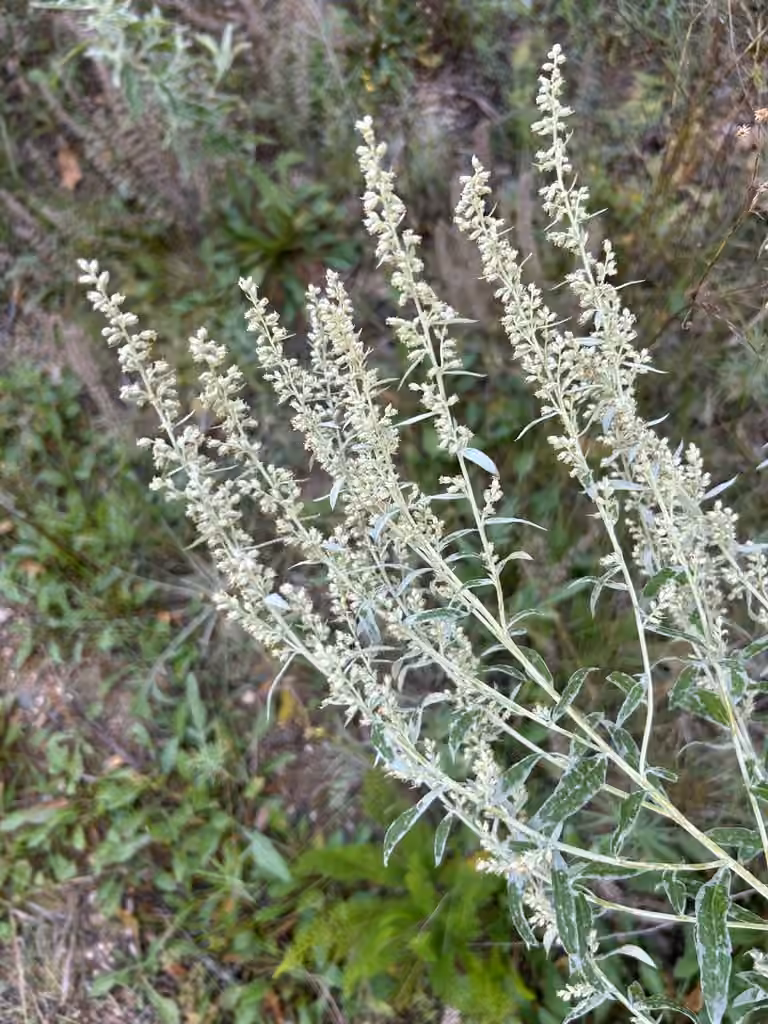 Armoise de l'Ouest, En fleurs