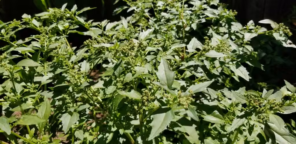 Stinking goosefoot, photo 2 of 5