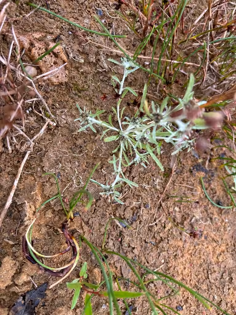 Marsh cudweed, In fruit