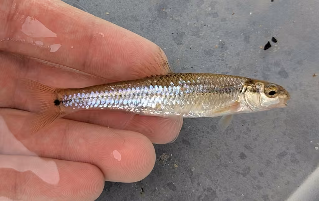 Bluntnose Minnow, photo 3 of 5