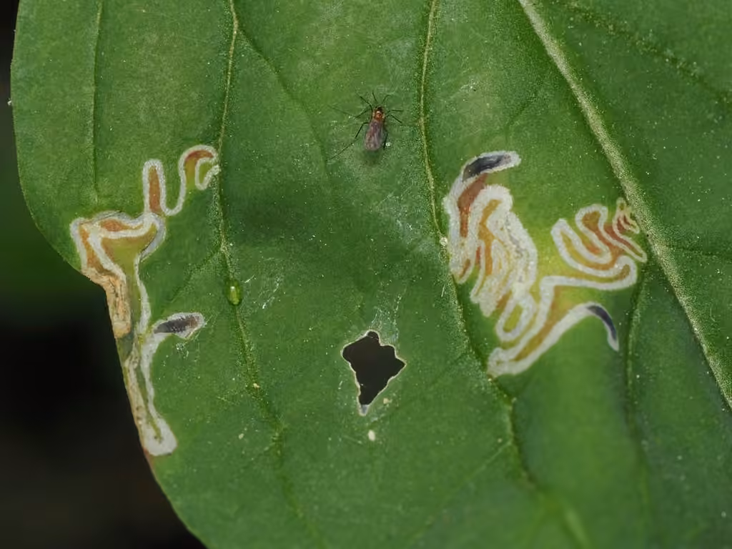 Spinach moth, photo 3 of 5