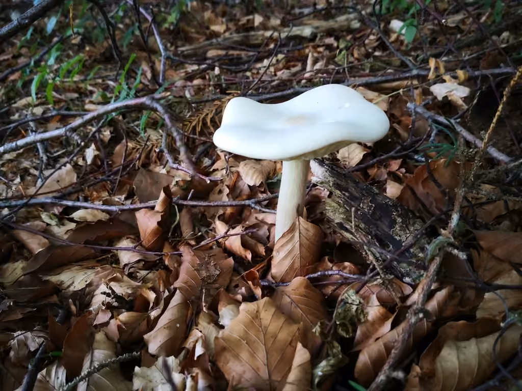Melanoleuca strictipes, photo 2 sur 5