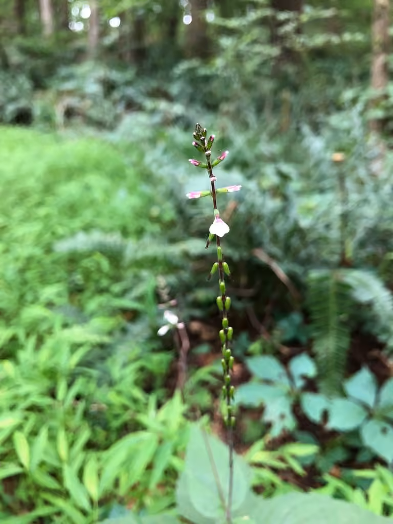 Phryma à épis grêles, photo 3 sur 5
