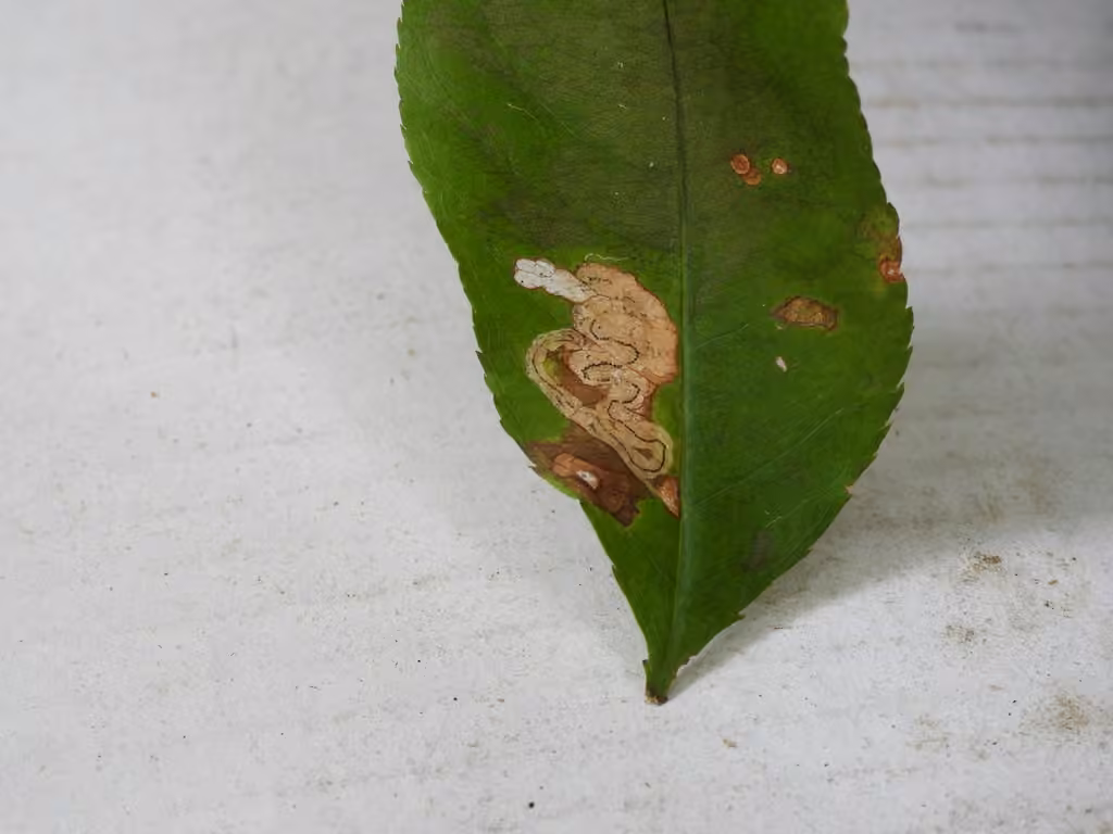Slingerland's Plum Leafminer Moth, photo 3 of 5