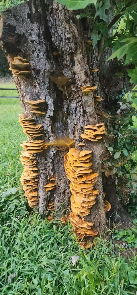 Inonotus peigné, photo 3 sur 5