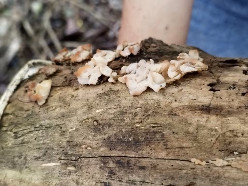 White Jelly Fungus, photo 1 of 5