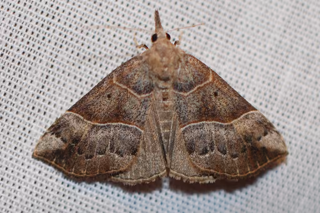Noctuelle du tilleul, photo 1 sur 5