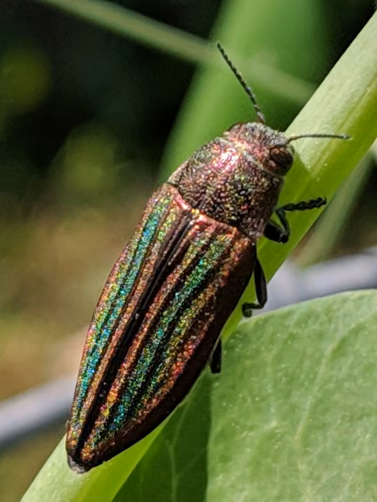 Striated Jewel Beetle, photo 2 of 5