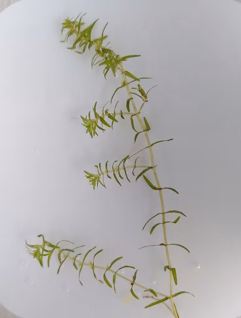 Autumn water-starwort, In fruit