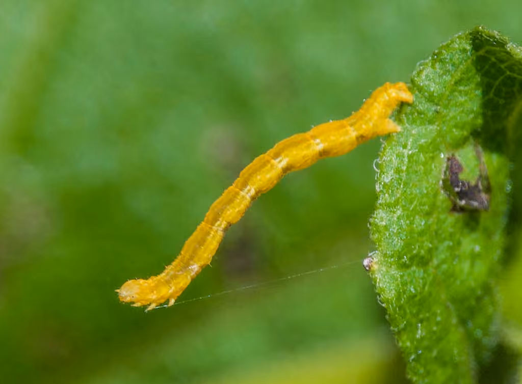 Eupithécie de l'Absinthe, Chenille