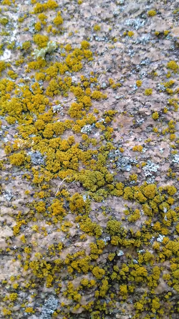 Shrubby Sunburst Lichen, photo 2 of 5