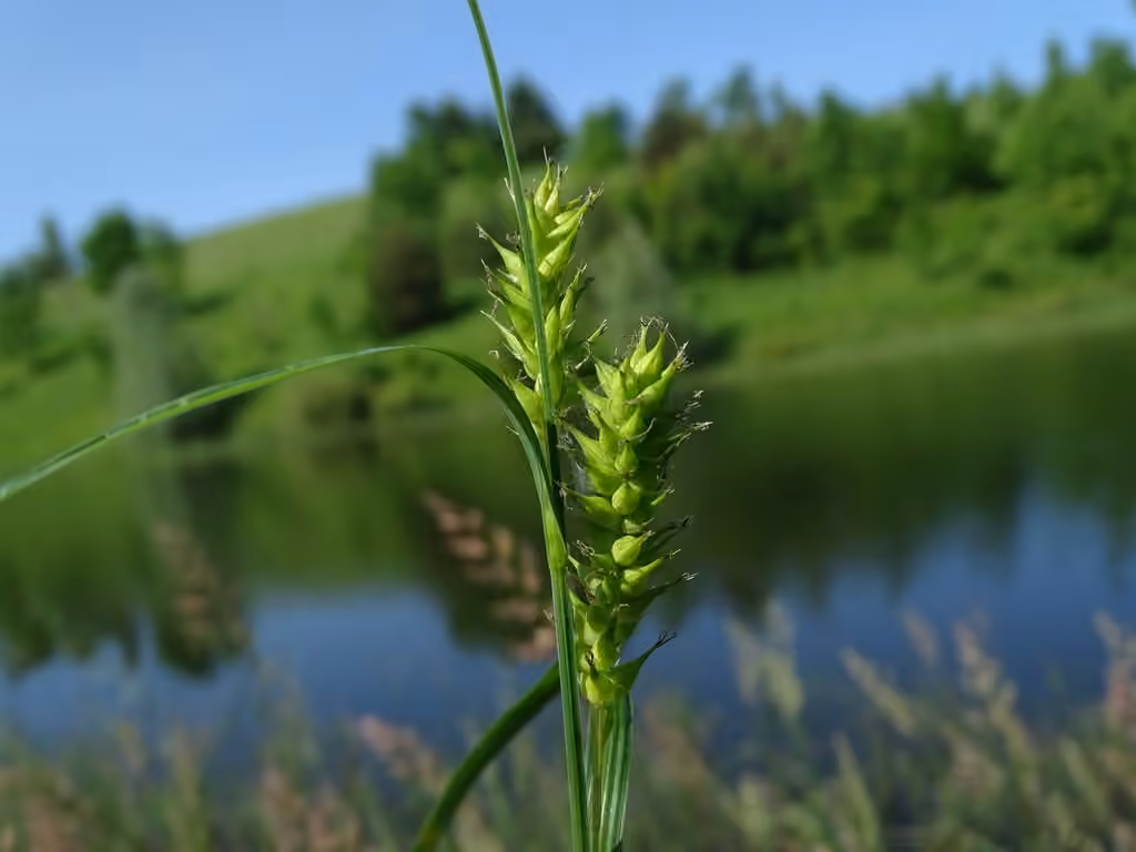 Carex épi-de-blé, photo 1 sur 5