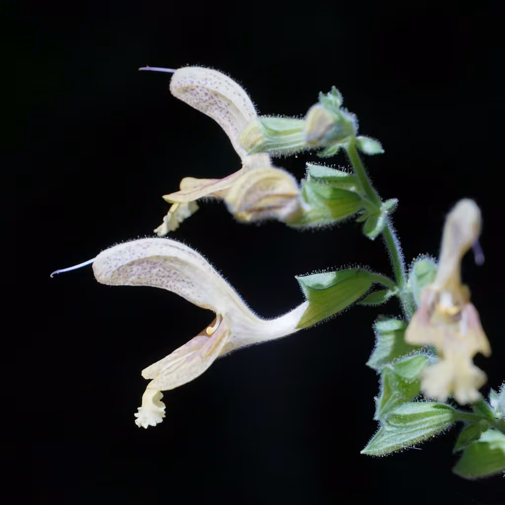 Sticky sage, In flower