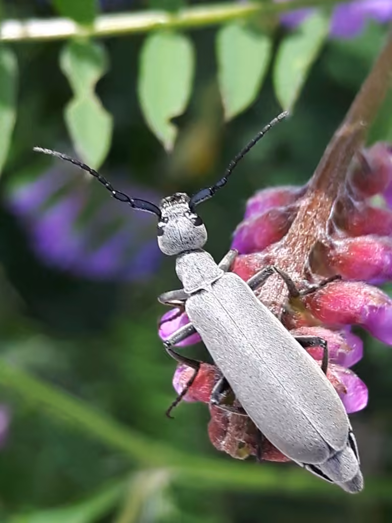 Méloé gris cendré, photo 2 sur 5