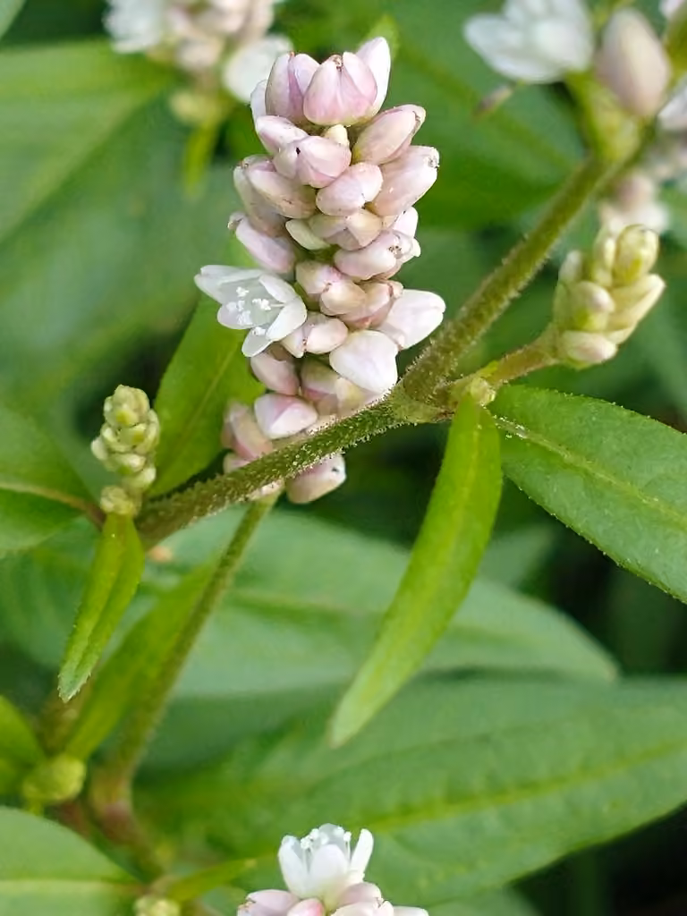 Renouée de Pennsylvanie, En boutons