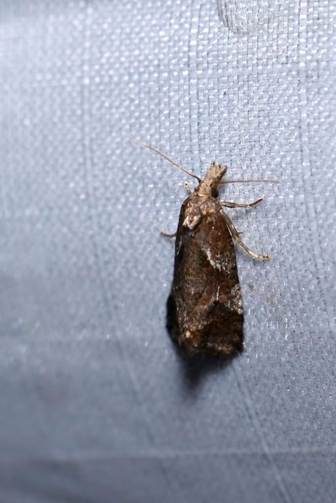 Phtheochroa riscana, Femelle adulte