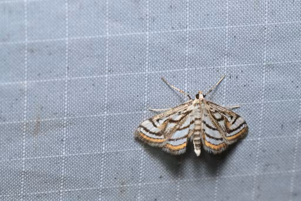Chestnut-marked Pondweed Moth, Adult