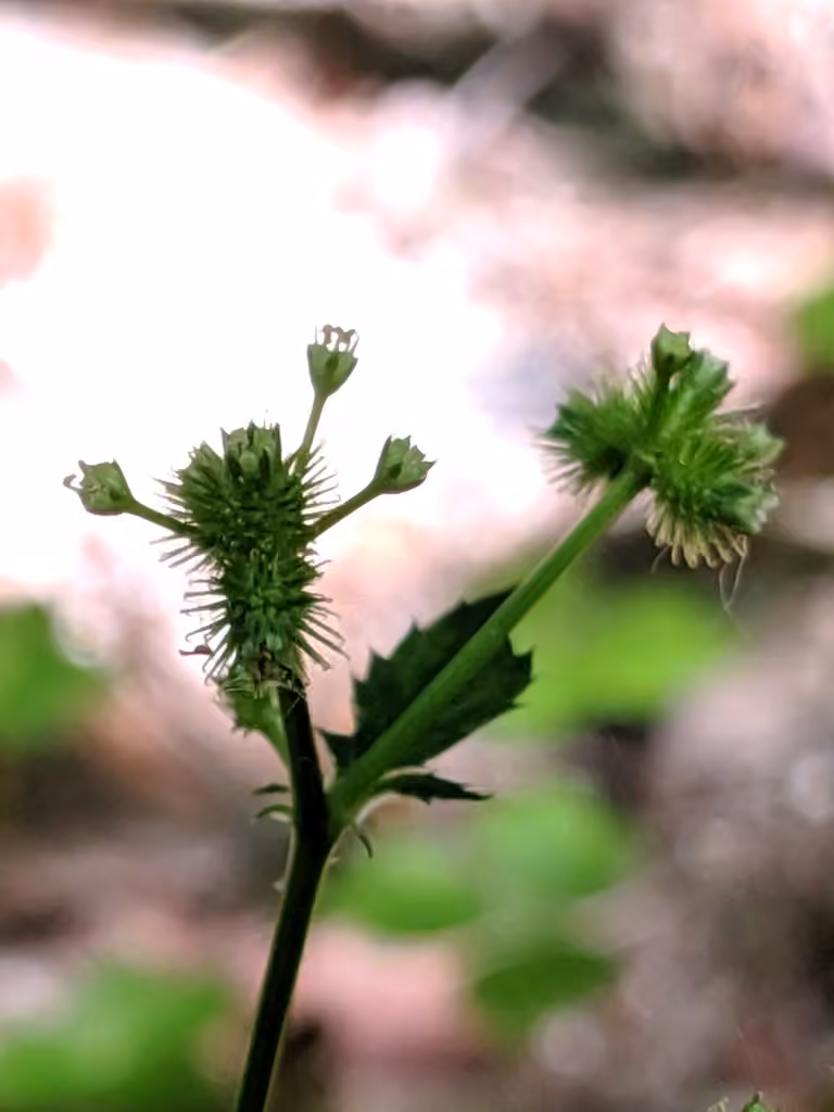 Sanicle trifoliée, photo 3 sur 5