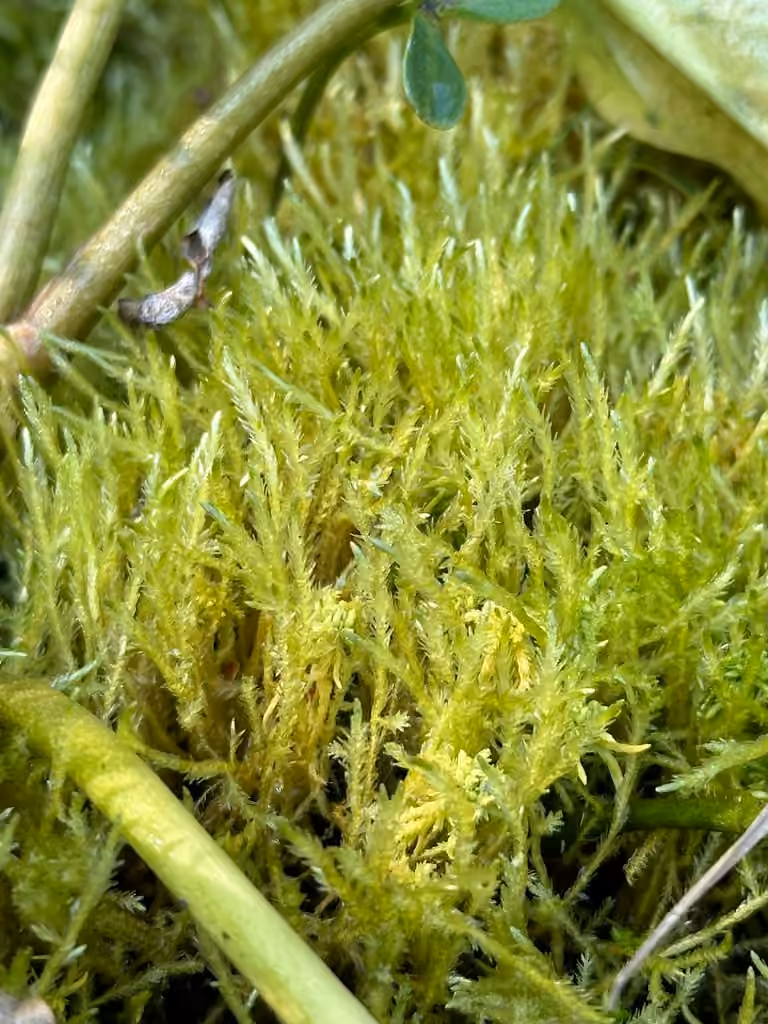 Calliergon jaunâtre