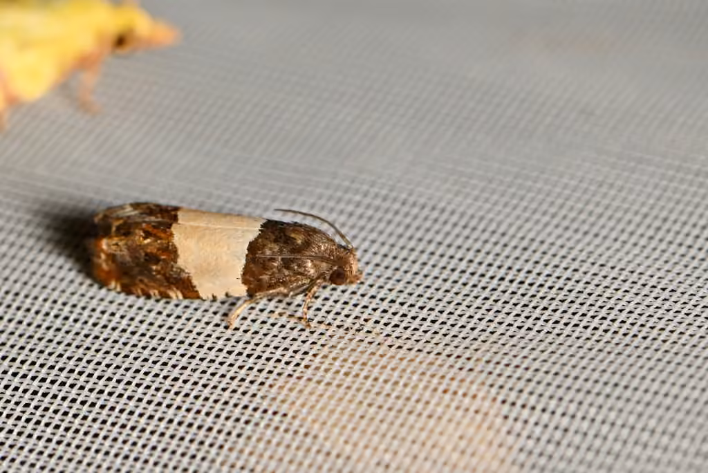 Three-parted Epiblema Moth, Adult